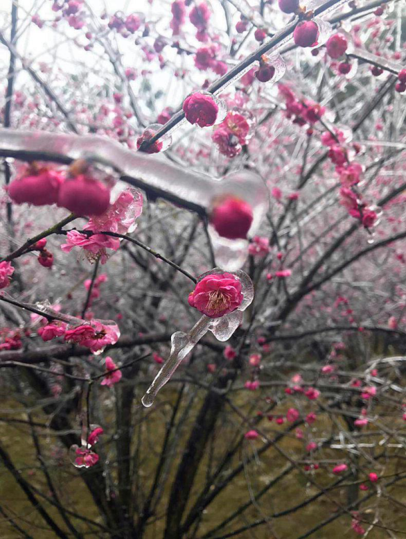 春节里也正是梅花盛开的时节,恰逢新春后的再次低温冰冻天气来袭,嵩