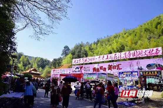 洪江区2019樱花节盛大开幕异彩纷呈潮有料